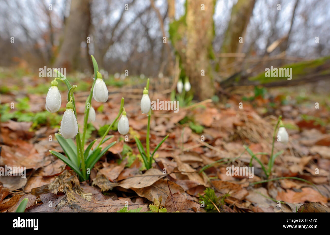 Snowdrops growing on a forest in spring time Stock Photo