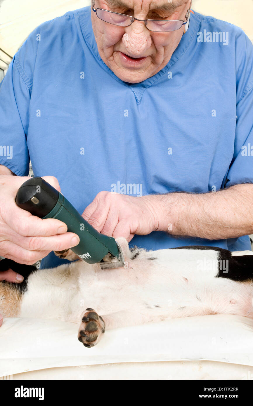 Vet shaving dog before operation Stock Photo Alamy