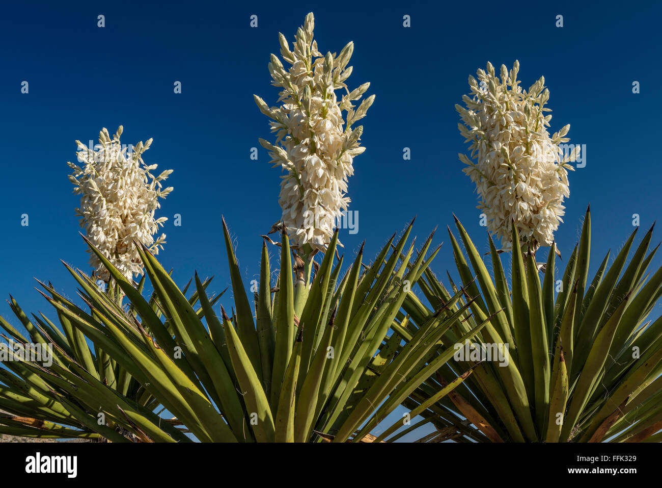Цветок юкка фото садовая. Юкка алоэлистная (Yucca aloifolia). Пальма Юкка нитчатая. Юкка нитеносная. Юкка Садовая.