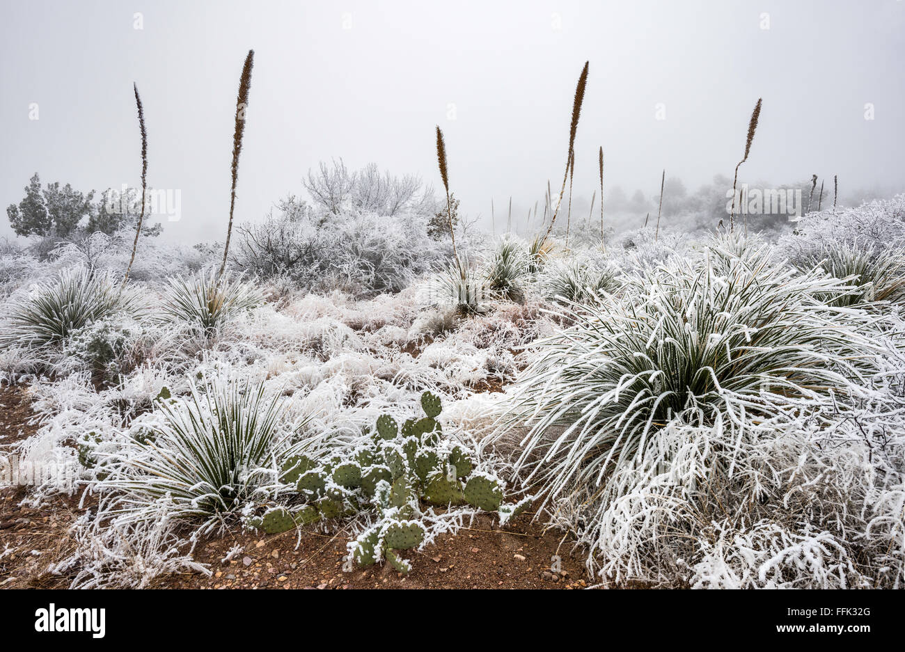 Frozen fog aka atmospheric icing on prickly pear cacti and sotol plants, Chihuahuan Desert, Big Bend National Park, Texas, USA Stock Photo