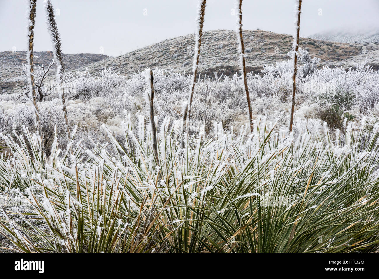Sotol plants covered with frozen fog aka atmospheric icing in winter, Chihuahuan Desert, Big Bend National Park, Texas, USA Stock Photo