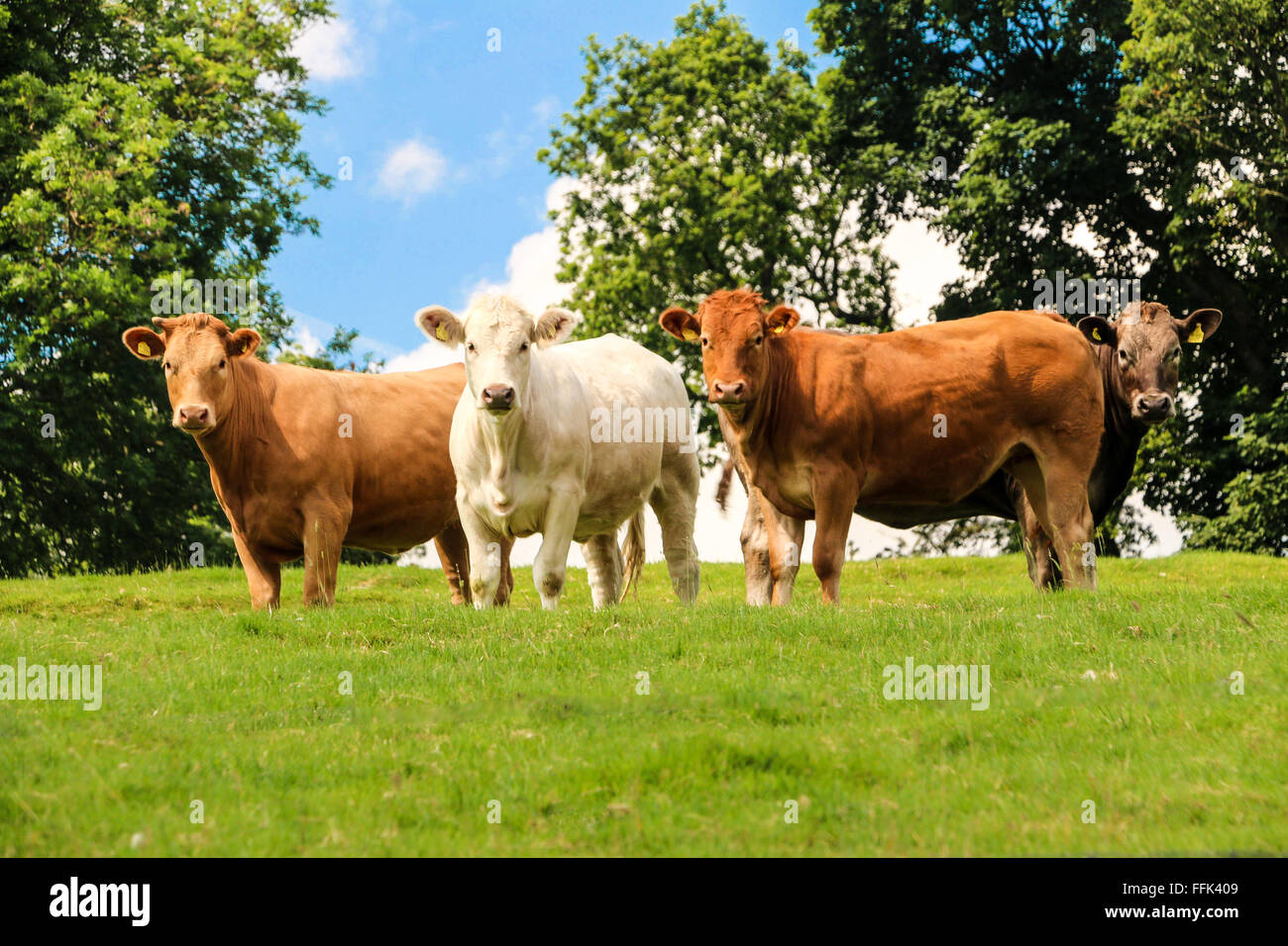 Yorkshire cows milk hi-res stock photography and images - Alamy