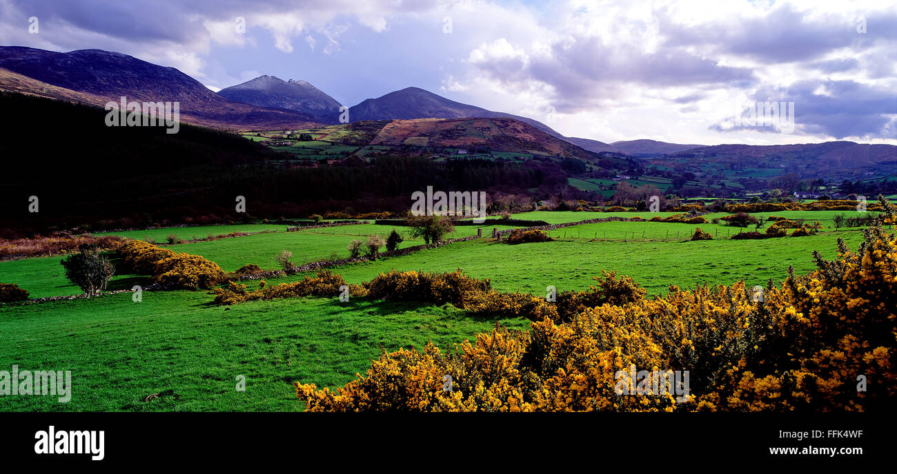 Gorse at Trassey Road Mourne Mountains Mournes Down Northern Ireland Stock Photo