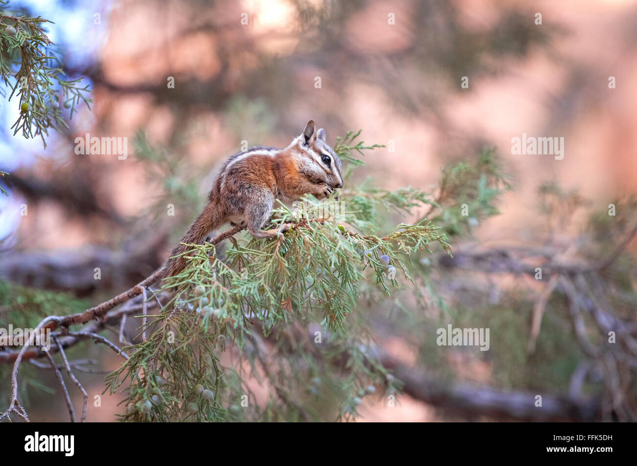 Squirrel eating on a tree, shallow depth of field. Stock Photo