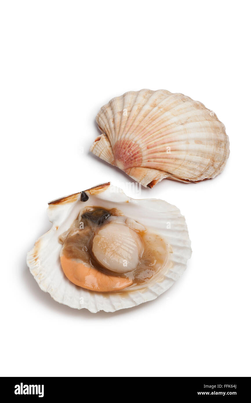 Fresh open scallop in the shell on white background Stock Photo