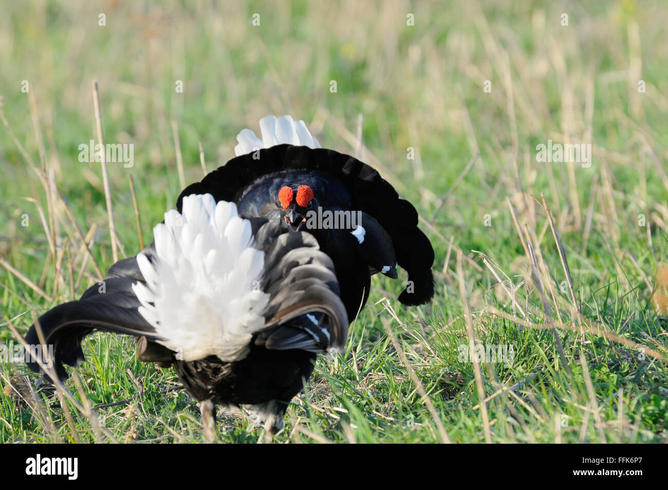 Two male Black grouses (Tetrao tetrix) at courting place early in the morning. Moscow region, Russia Stock Photo