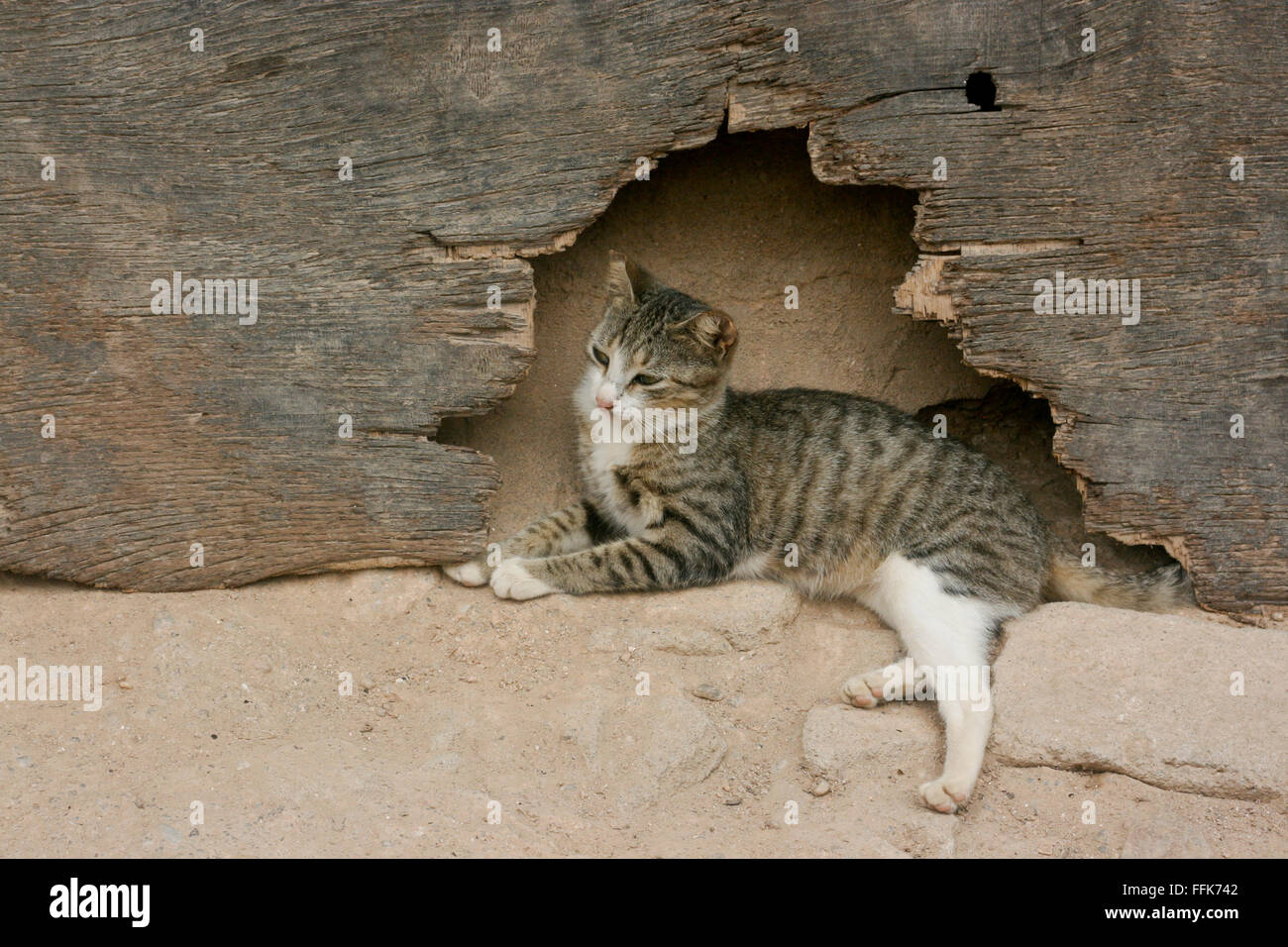 Young stray cat finds shelter in the foundation of a house in a fishing village Stock Photo