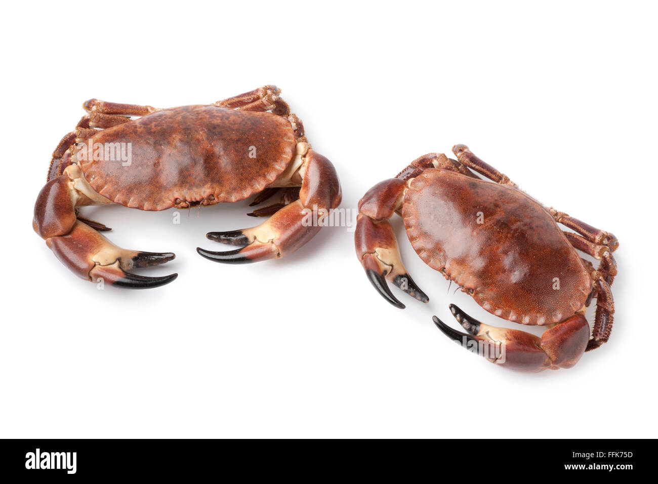 Pair of fresh raw edible sea crabs isolated on white background Stock Photo