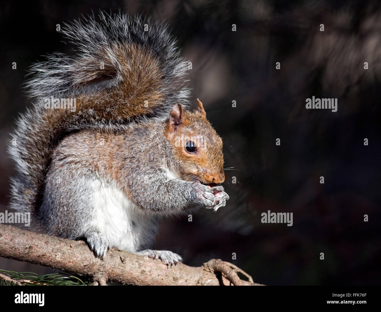 Eastern Gray Squirrel Eating nuts Stock Photo