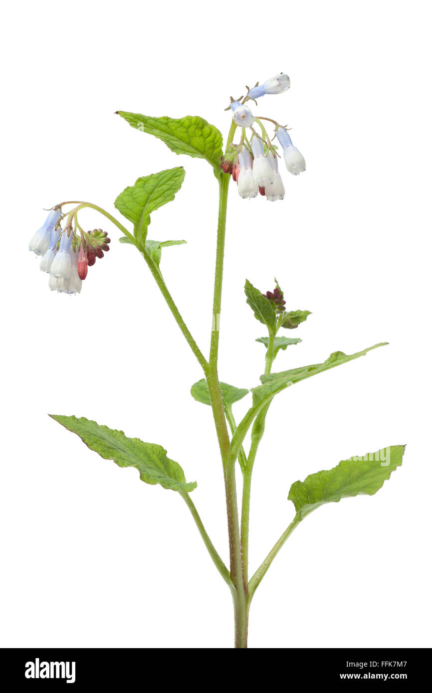 Fresh common comfrey flowers on white background Stock Photo