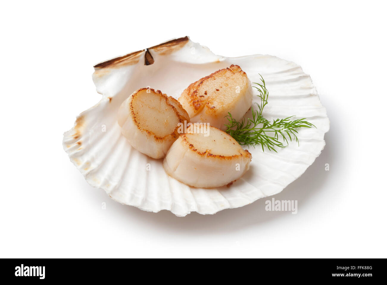 Seared scallops served in a shell with dill on white background Stock Photo