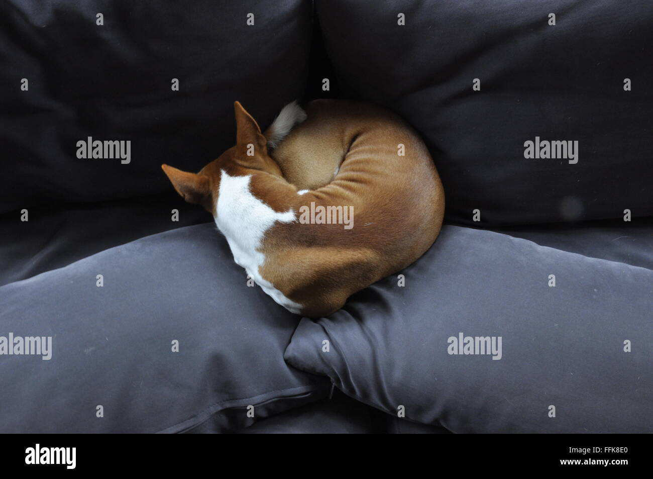 Basenji dog on couch Stock Photo - Alamy