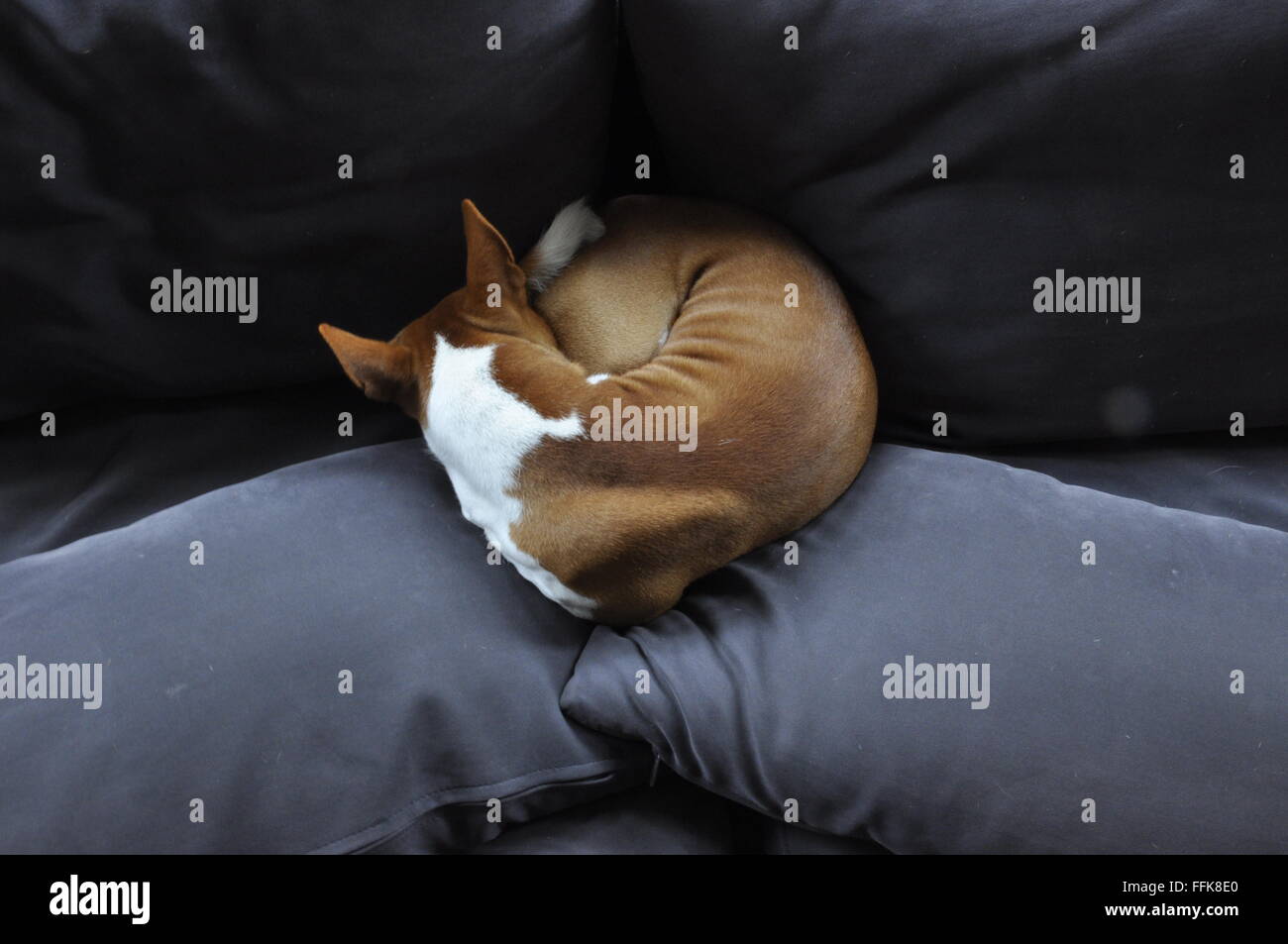 Basenji dog on couch Stock Photo