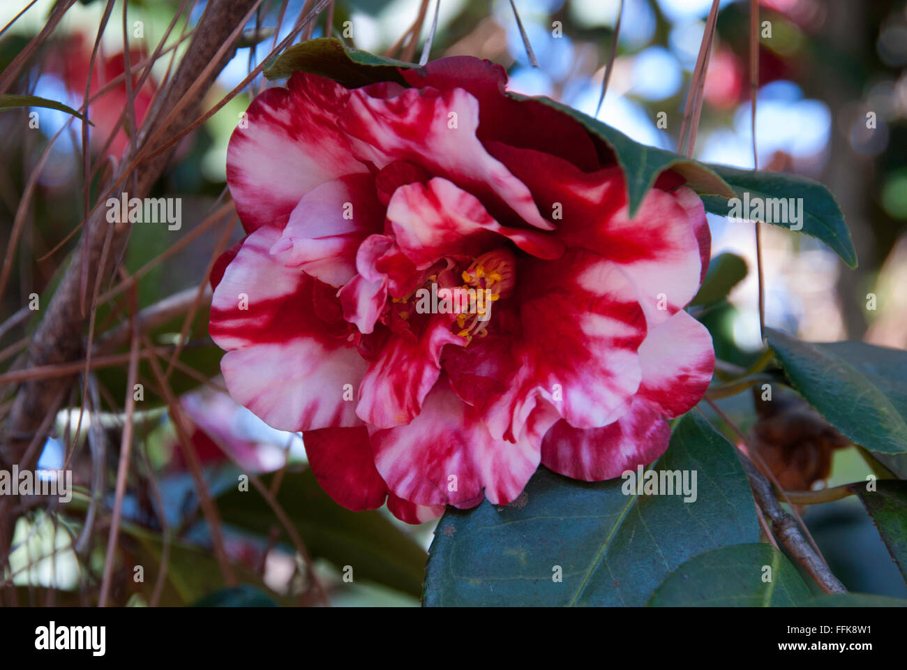 Camellia japonica Lindsey Neil Stock Photo