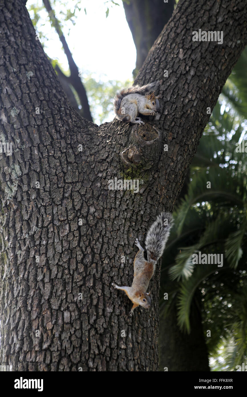 Mexico sagopalm squirrel Stock Photo