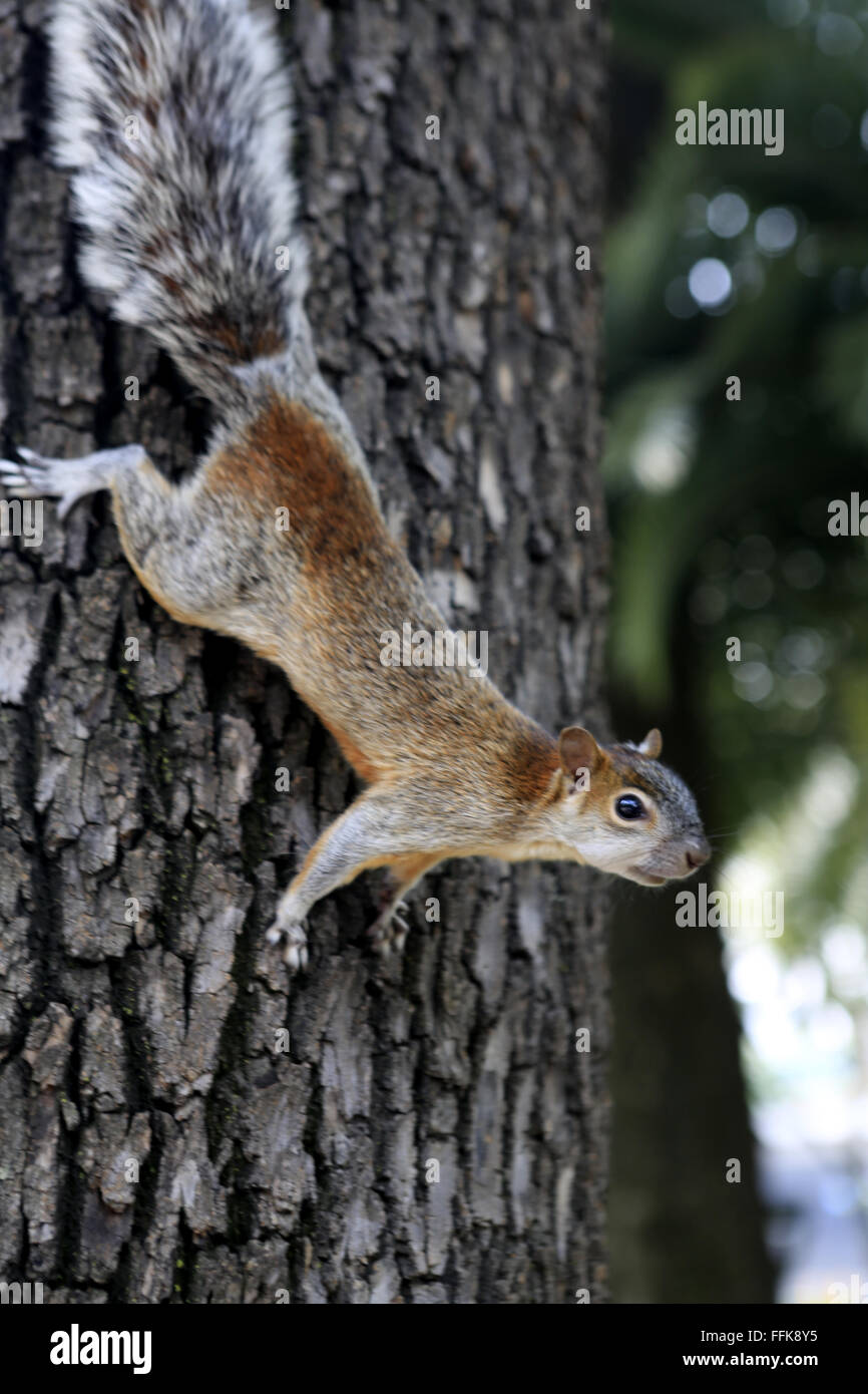 Mexico sagopalm squirrel Stock Photo