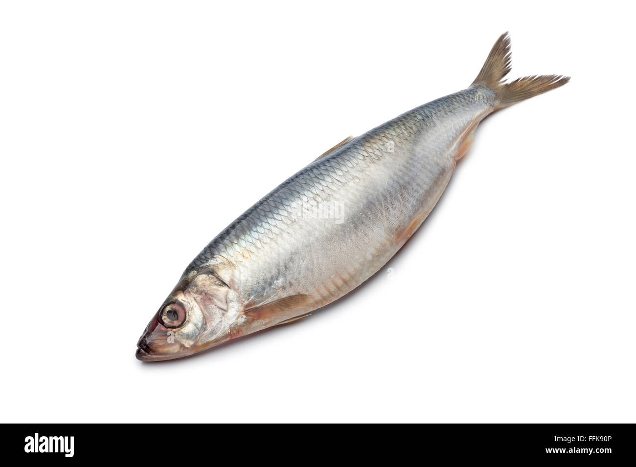 Whole single fresh raw herring isolated on white background Stock Photo