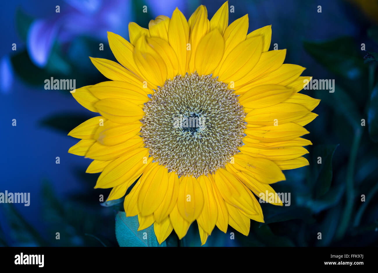 close up macro shot of a yellow sunflower against  blue background Stock Photo