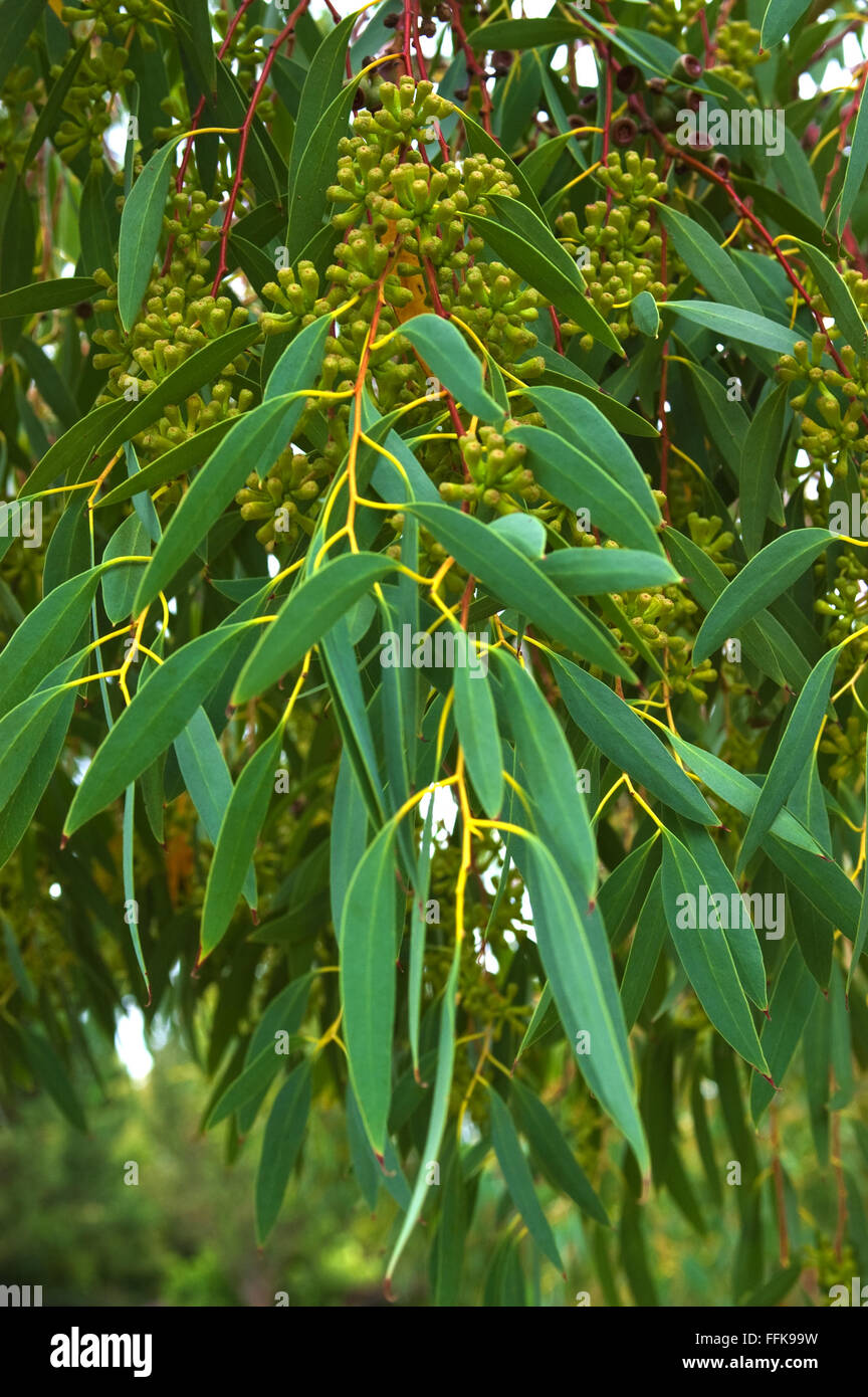 Eucalyptus, fruit, branch Stock Photo Alamy