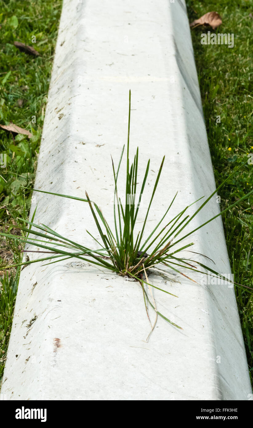 White cement parking block on grass surface, with small tuft of  green grass growing ragged out of hole in block. Stock Photo