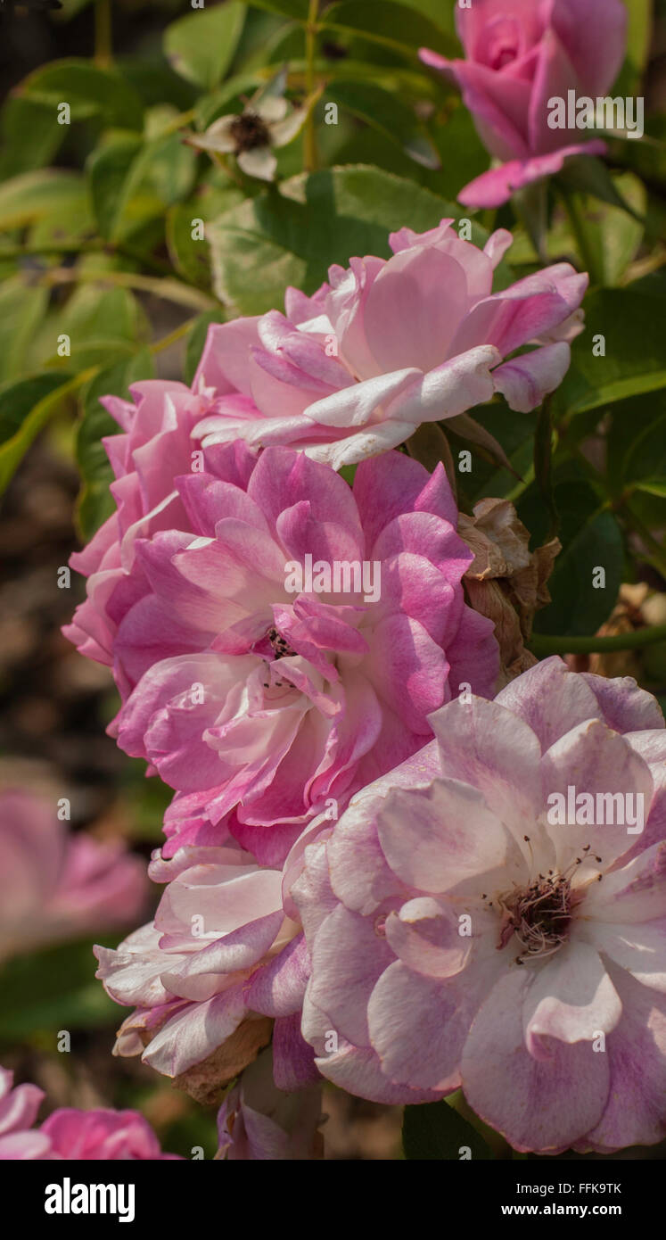 Brilliant Pink Iceberg Rose Stock Photo