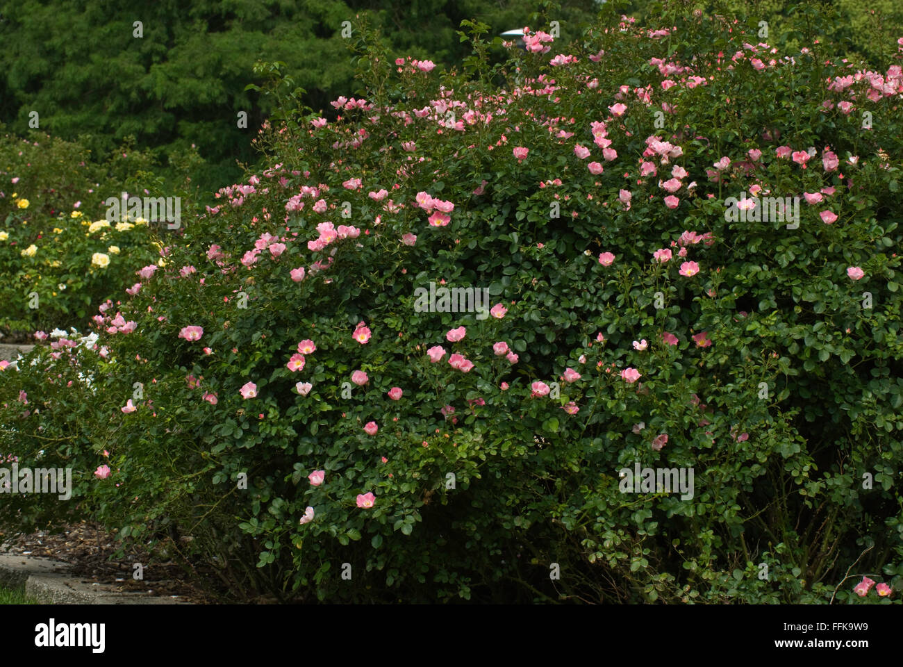 Rosa CAREFREE DELIGHT , Rose, Rosa x 'Meipotal' Stock Photo Alamy
