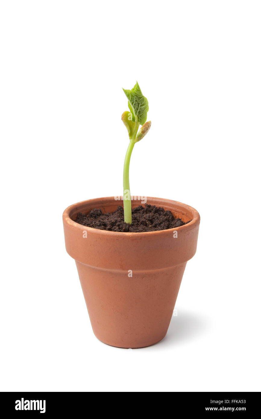 Expanding bean plant in a pot on white background Stock Photo