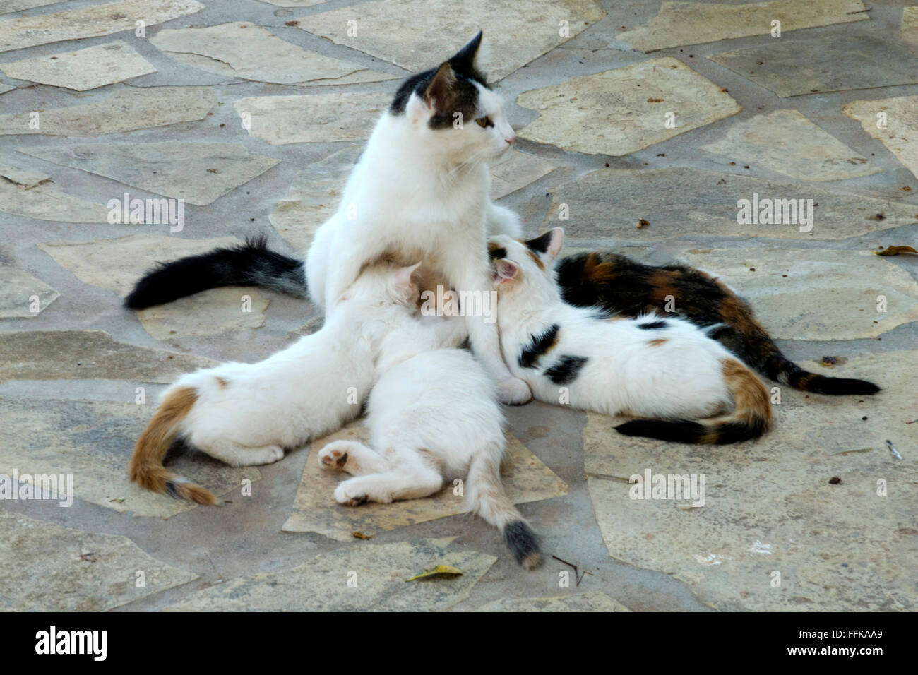 Griechenland, Kreta, Kato Zakros, Katzenfamilie bei Stella Apartments Stock Photo