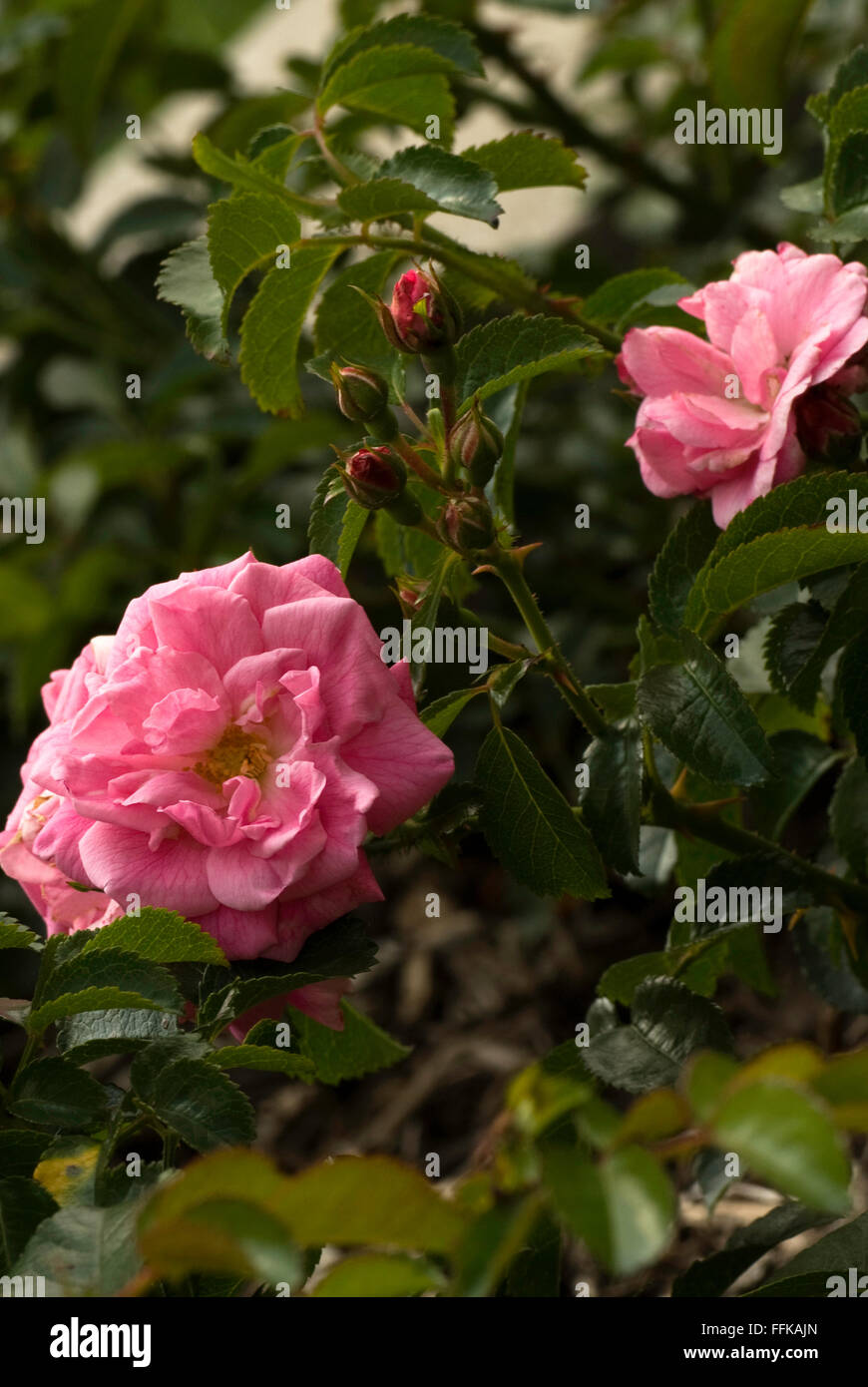 Palmengarten Frankfurt Rose High Resolution Stock Photography and Images -  Alamy