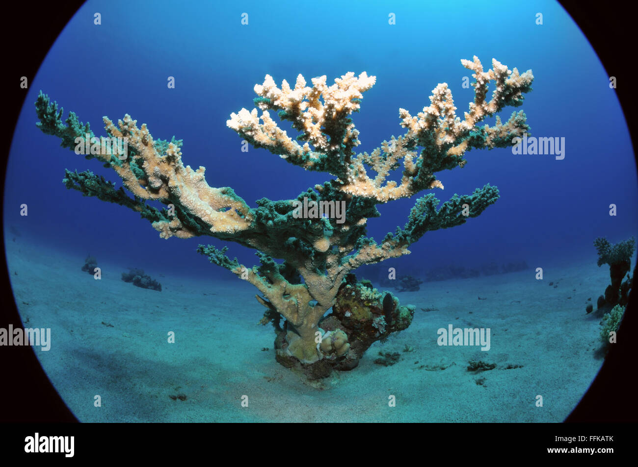 isolated acropora coral growing on a sandy seabed, Marsa Alam, Egypt, Red Sea Stock Photo