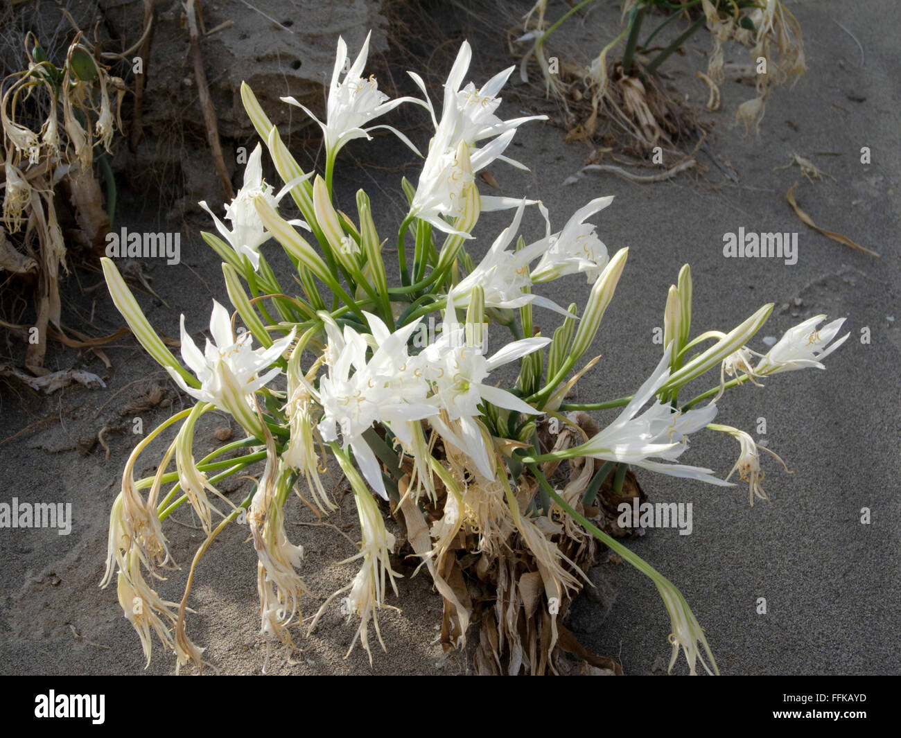 Griechenland, Kreta, Xerokambos, Strandlilie oder Dünen-Trichternarzisse (Pancratium maritimum) Stock Photo