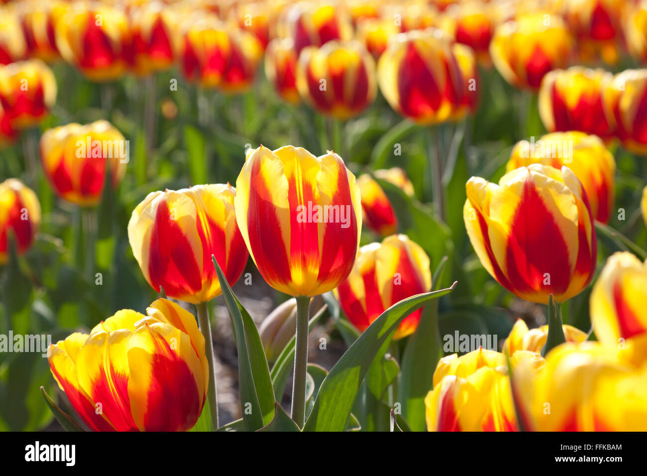 Dutch Tulip fields in springtime Stock Photo