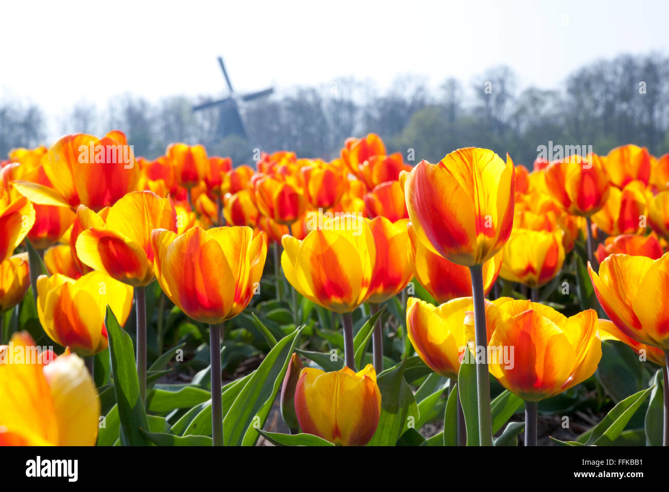Dutch Tulip fields in springtime with a windmill in the background Stock Photo