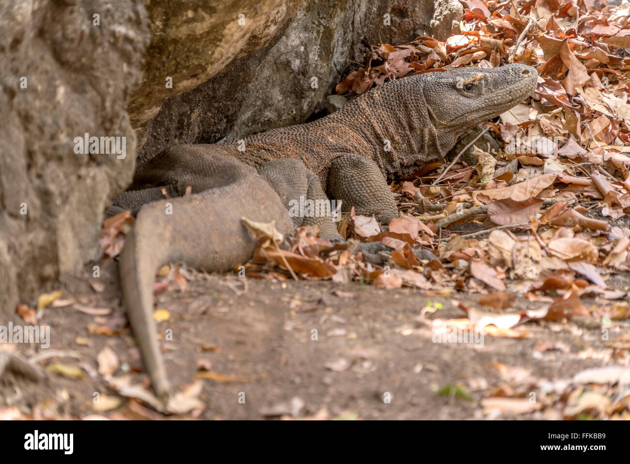 Komodo dragon or Komodo monitor, (Varanus komodoensis), Komodo National Park, Rinca Island, Nusa Tenggara,  Indonesia Stock Photo