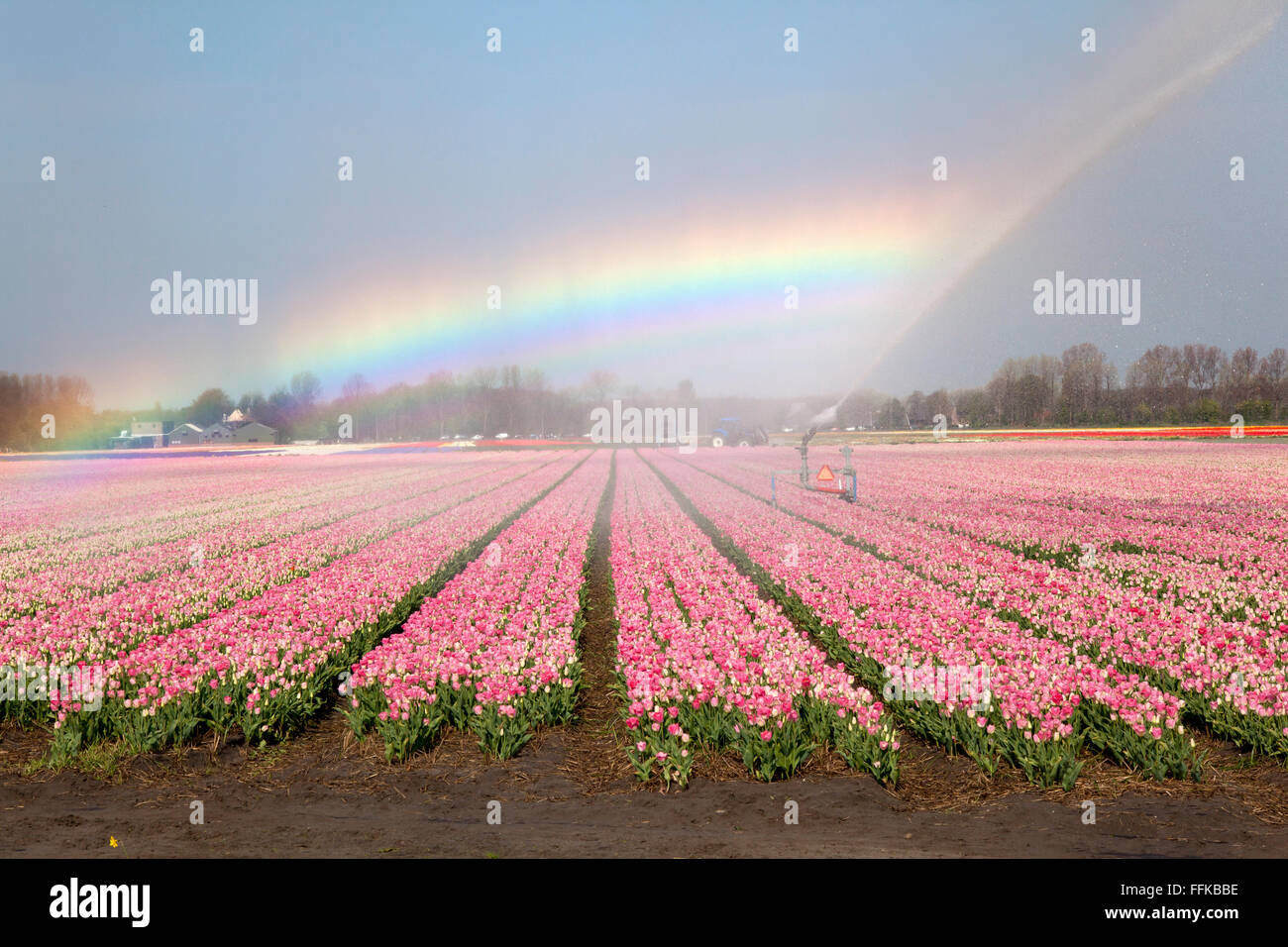 Dutch Tulip fields in springtime with a rainbow Stock Photo