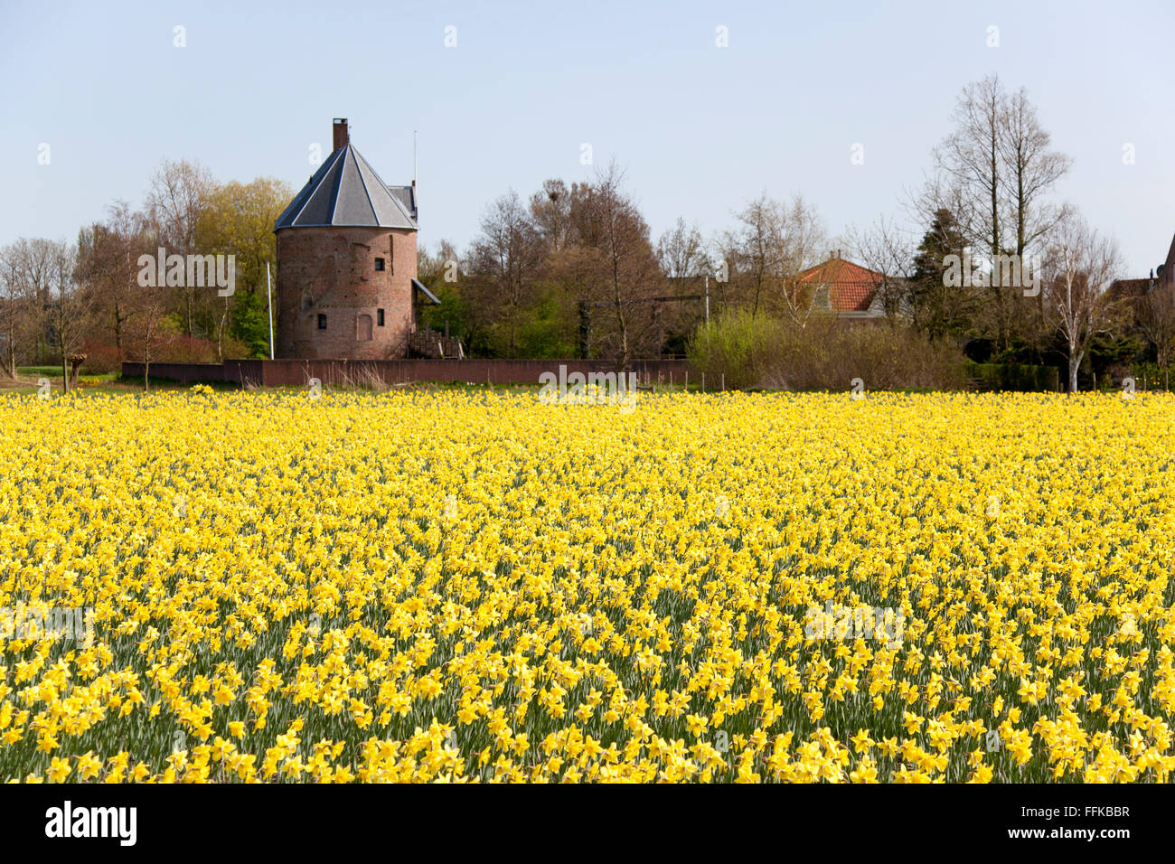 Dutch daffodils field in springtime Stock Photo