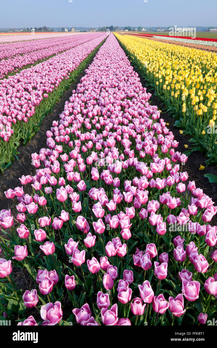 Dutch Tulip fields in springtime Stock Photo