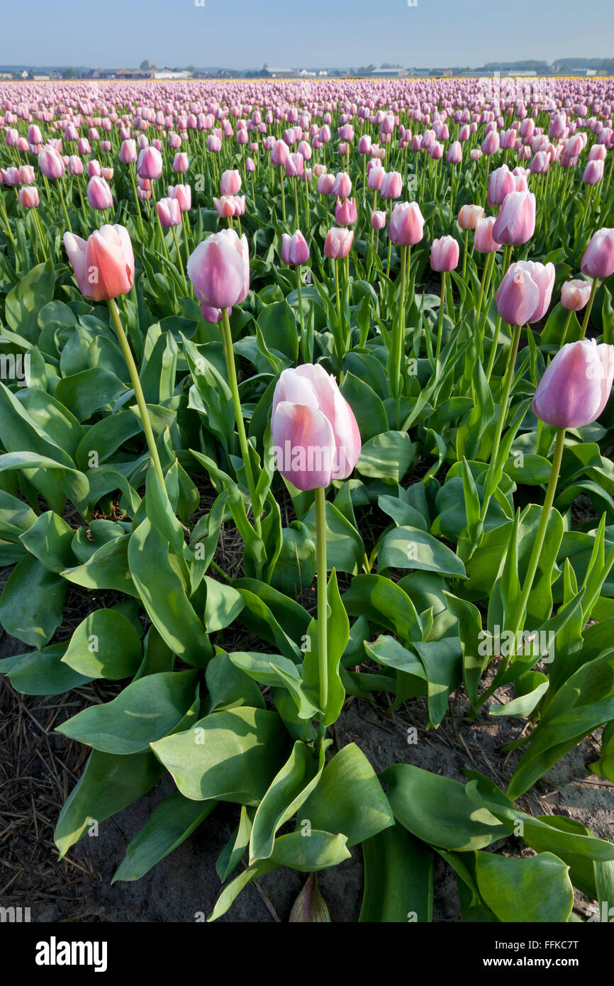 Dutch Tulip fields in springtime Stock Photo - Alamy