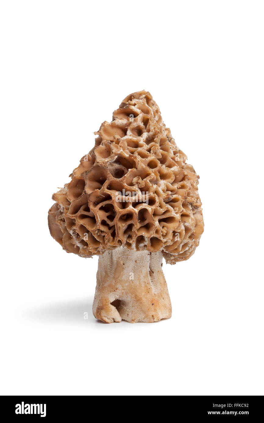 Morel mushroom hires stock photography and images Alamy