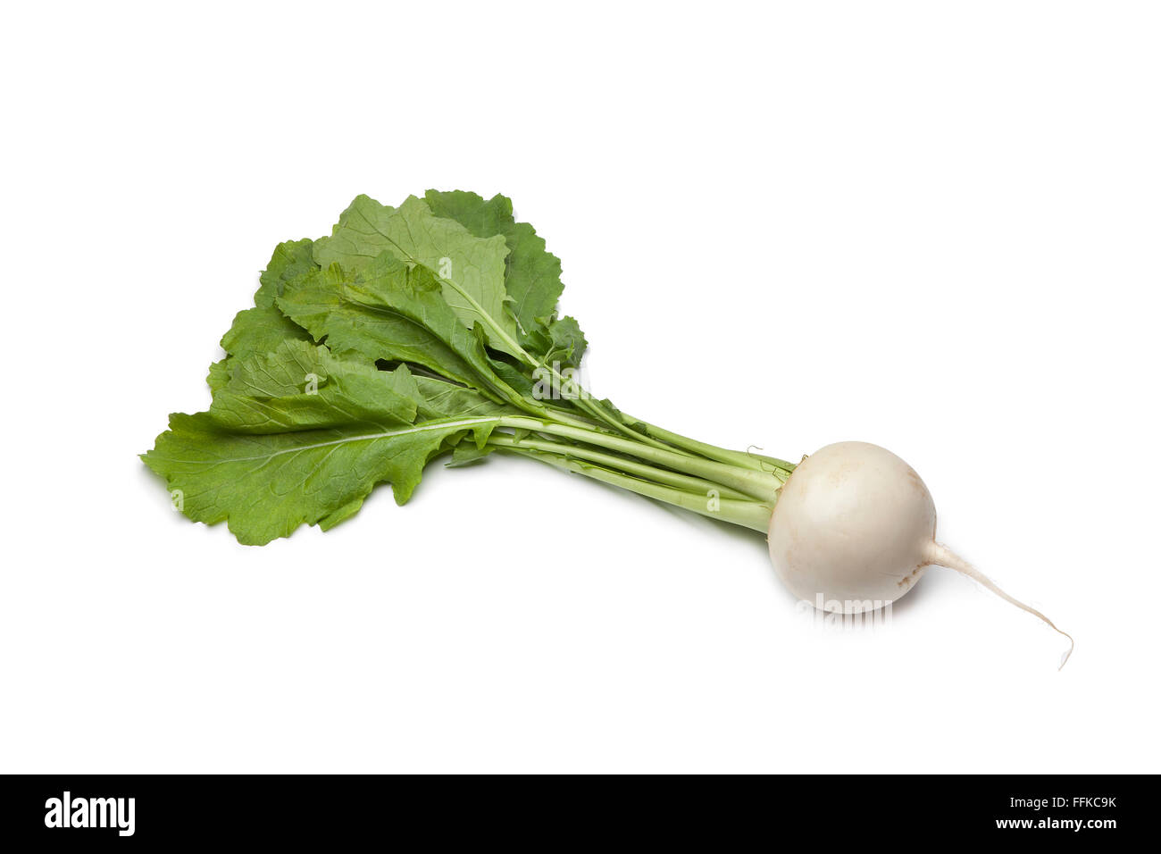 Whole single fresh white round Daikon radish on white background Stock Photo