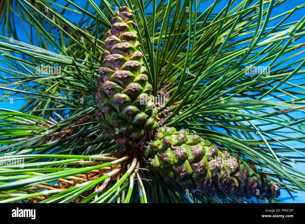 Green Scots Pine Cone agents a blue sky Stock Photo