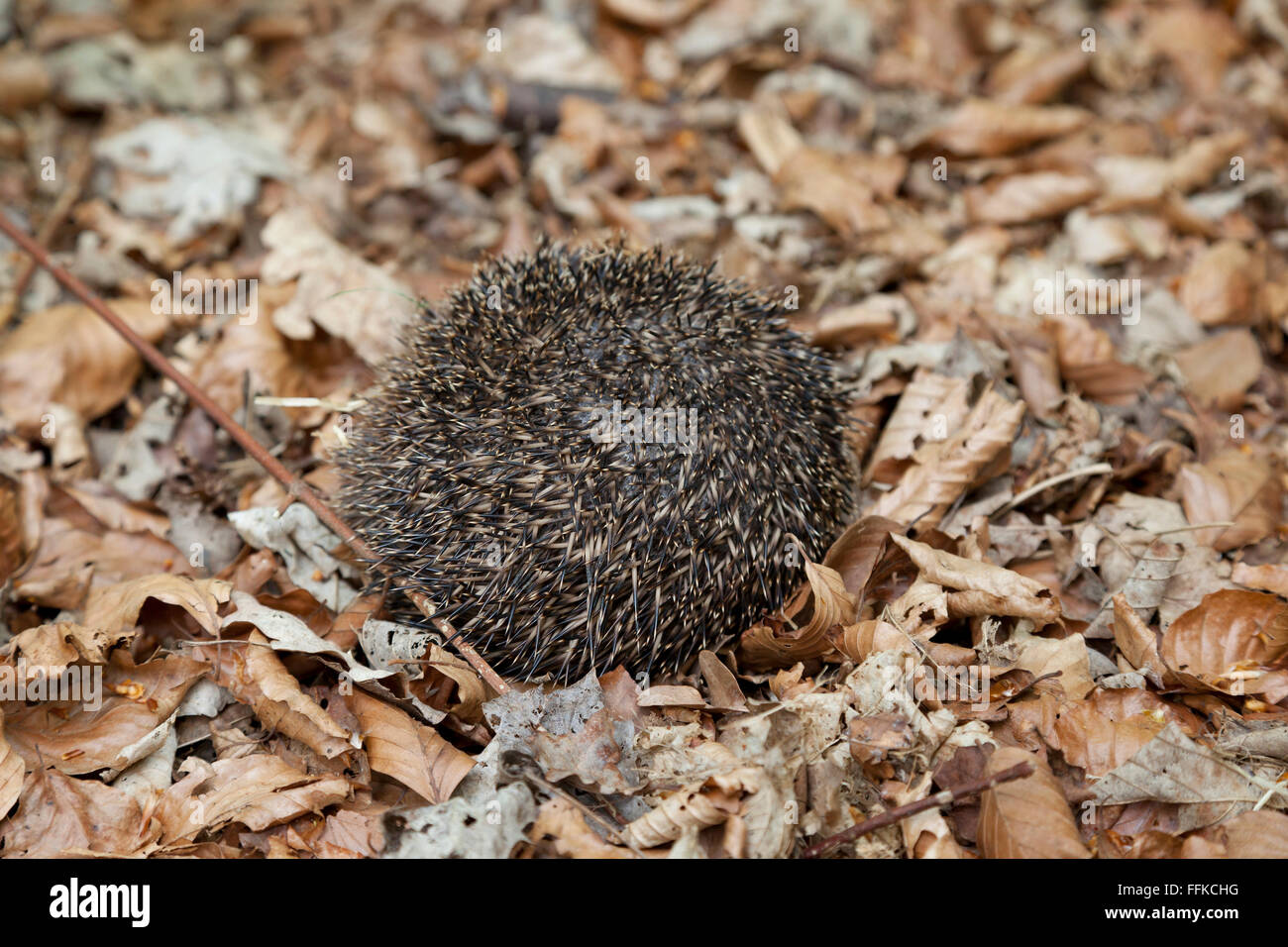 Hedgehog rolled up in autumn leaves Stock Photo