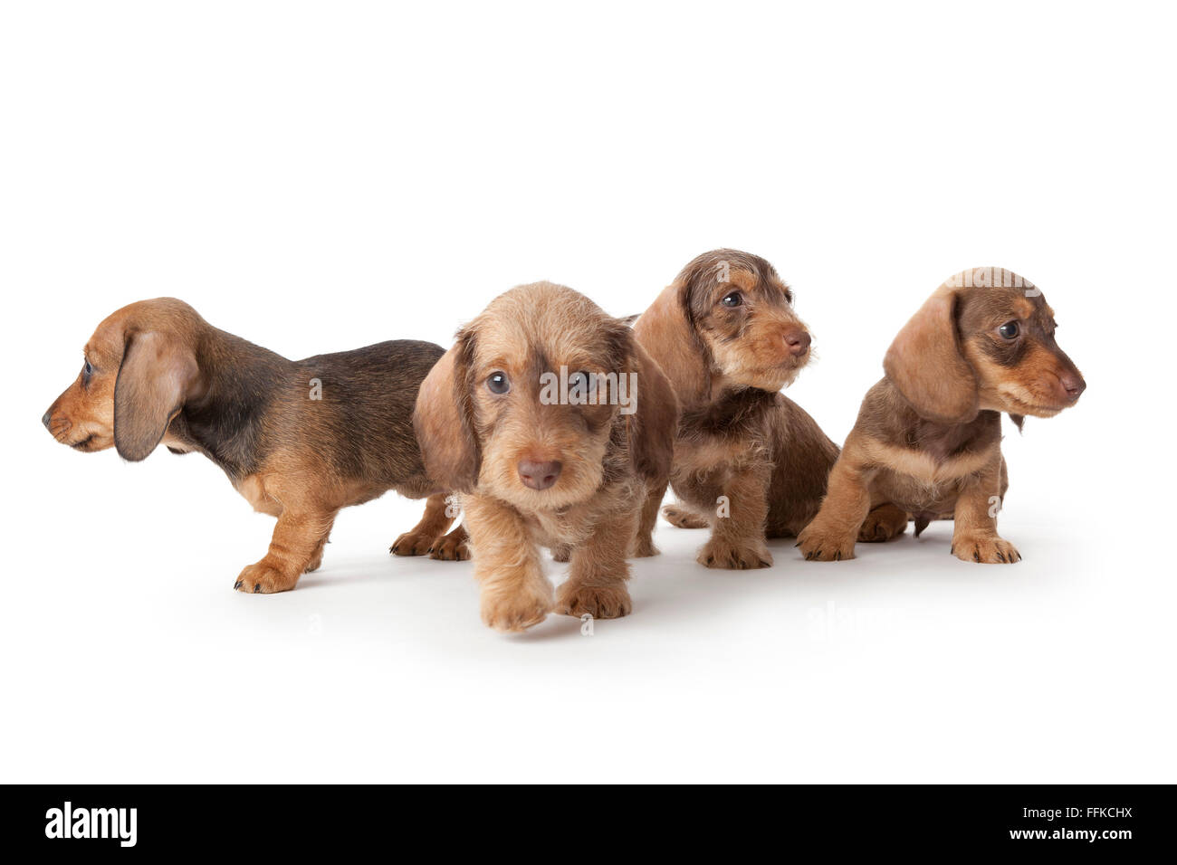Four wire-haired dachshund puppies on white background Stock Photo