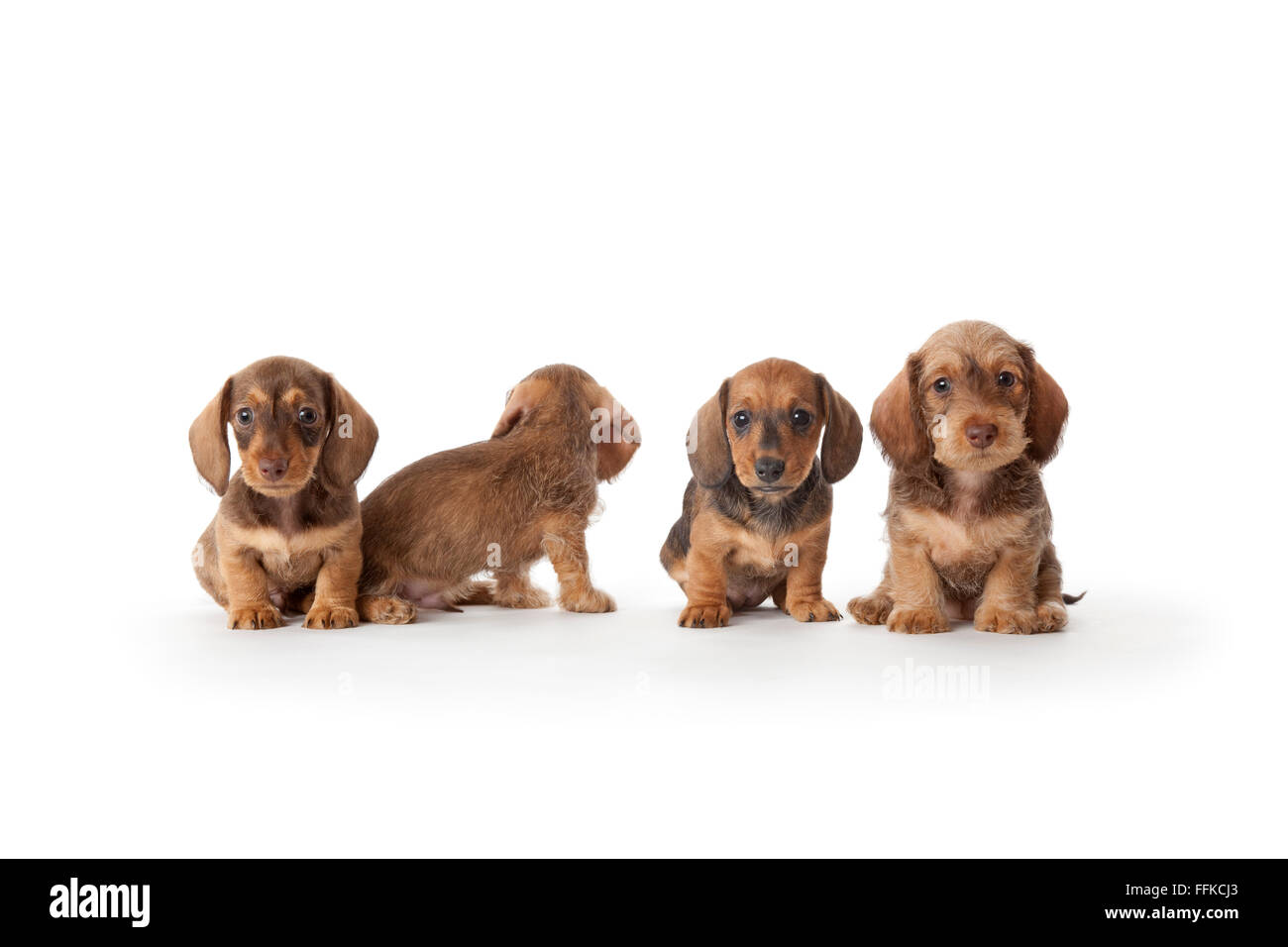 Four wire-haired dachshund puppies on white background Stock Photo