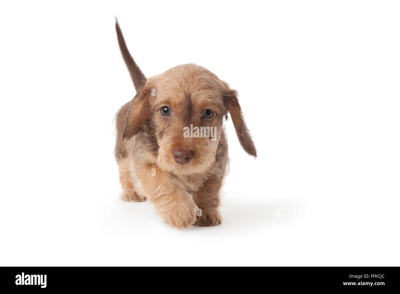Walking wire-haired dachshund puppy on white background Stock Photo