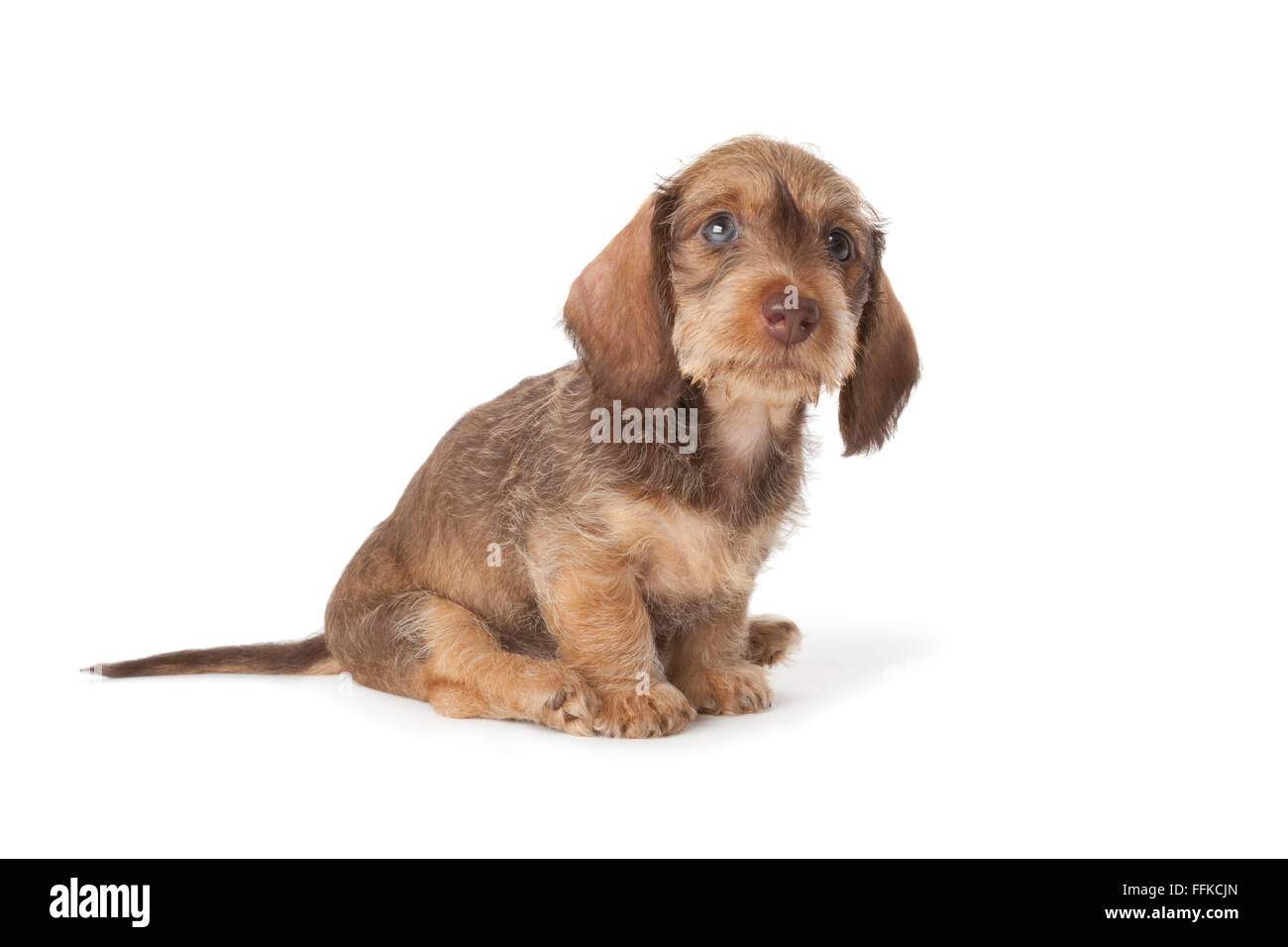 Cute wire-haired dachshund puppy on white background Stock Photo