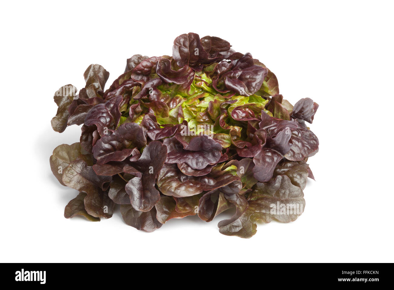 Fresh Oak leaf lettuce on white background Stock Photo