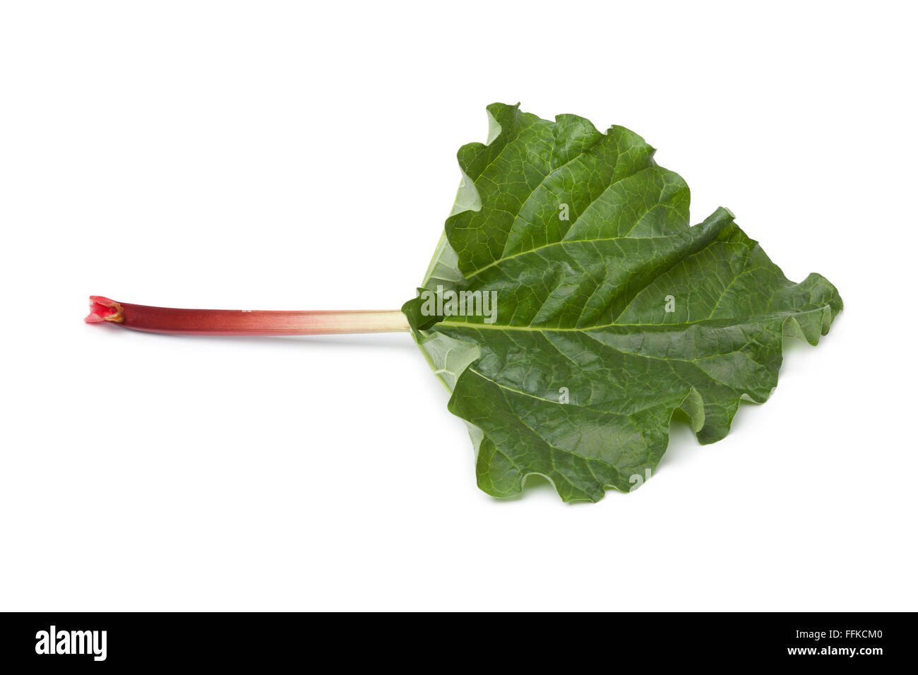 Fresh Rhubarb stalk and leaf on white background Stock Photo