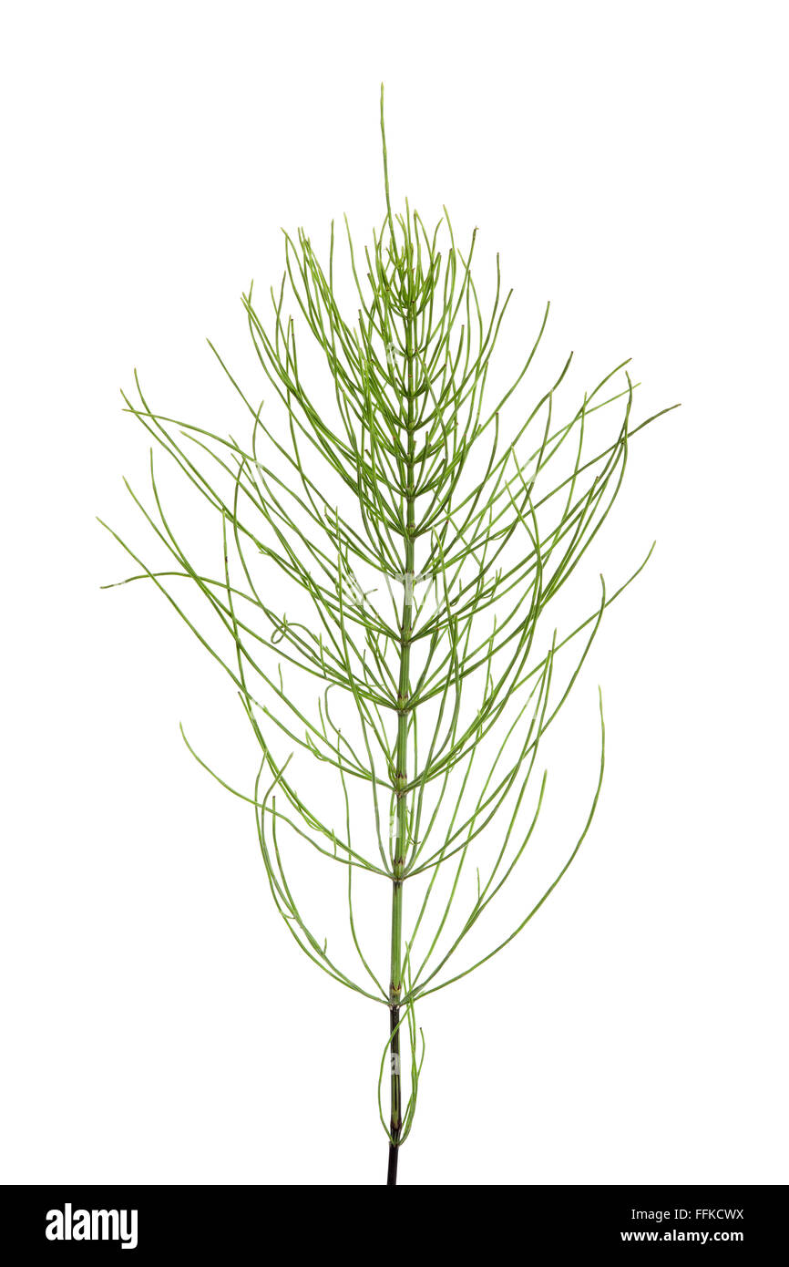 Fresh sprig of field horsetail on white background Stock Photo