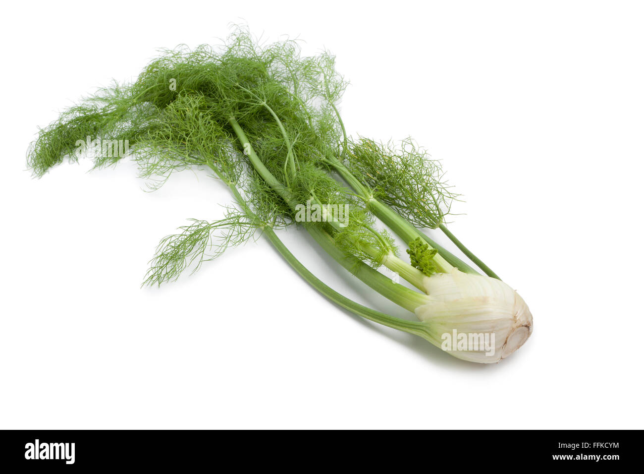 Fresh fennel bulb with green leaves on white background Stock Photo